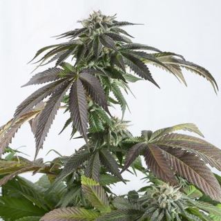5804 - Bubba Kush CBD 10 u. fem. Dinafem