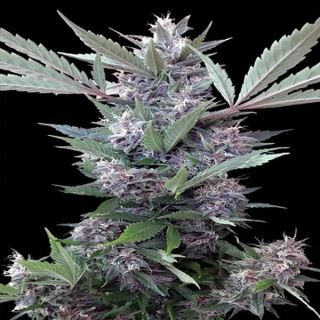 26236 - Bubba Kush x PCK   5 u. Regular Ace Seeds