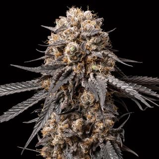 17393 - Bubba´s Gift   3 u. fem. 00 Seeds