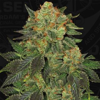 Bubble Banana Gum  2 u. fem. 710 Limited Pack T.H. Seeds.