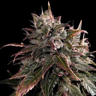 24155 - Bubble Bath 10 u. fem Empire Seeds