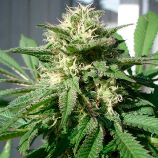 Bubble Bud   3 u. fem. Black Skull Seeds