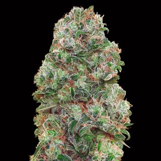 Bubble Gum   3 u. fem. 00 Seeds