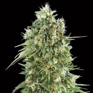 13167 - Bubble Gum CBD   3 u. fem. 00 Seeds