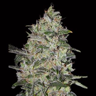 Bubble Gum Fast   3 u. fem. 00 Seeds