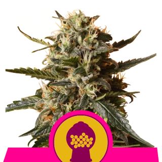 BGRQ1 - Bubble Gum XL  1 u. fem. Royal Queen