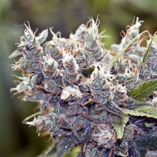 Bubble Gummer  4 u. fem. Female Seeds