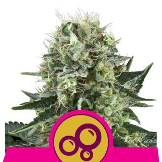 BK3Q - Bubble Kush  3 u. fem. Royal Queen