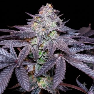 27709 - Bubble Maker Triploid  10 u. fem Triploid Seeds
