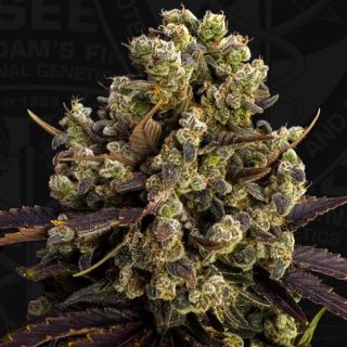 27452 - BubbleDawg  5 u. fem. 710 Limited Pack T.H. Seeds