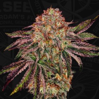 26214 - BubbleGummiez  5 u. fem. 710 Limited Pack T.H. Seeds