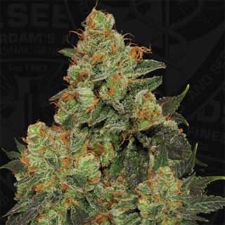 Bubblegum  5 u. fem. 710 Limited Pack T.H. Seeds