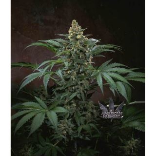 Bubblegum  5 u. reg. T.H. Seeds