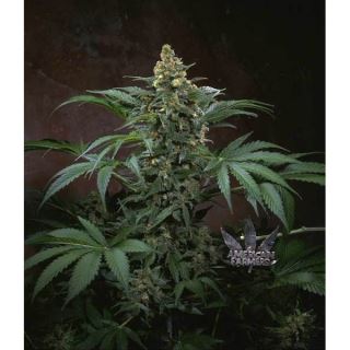 Bubblegum 10 u. reg. T.H. Seeds