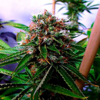 4552 - Buddha's Sister 10 u. fem. Soma Seeds  (Formato antiguo)