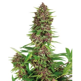 13520 - Buddha Purple Kush 1 u. Blister x 10 fem. Buddha Seeds