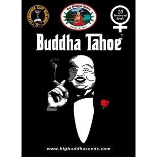 BBT5 - Buddha Tahoe  5 u. fem. Big Buddha Seeds