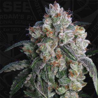 Burmese Kush  2 u. fem. T.H. Seeds