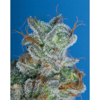 Burmese Kush 10 u. reg. T.H. Seeds