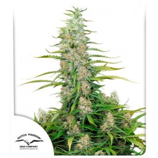 11700 - C- Vibez   5 u. fem. Dutch Passion