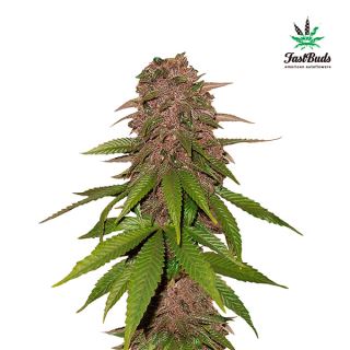 6327 - C4 Auto  1 u. fem. FastBuds Seeds