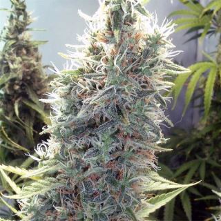 C99 - C99 -  4 u. fem. Female Seeds