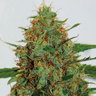 C99 5u. G13 Labs