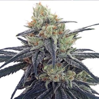 CBD #1 - 1 u. fem. Ace Seeds