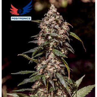 7711 - CBD+ 1:20 5 u. fem. Positronics Seeds