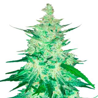 CBD 20:1 Auto  1 u. fem. FastBuds Seeds