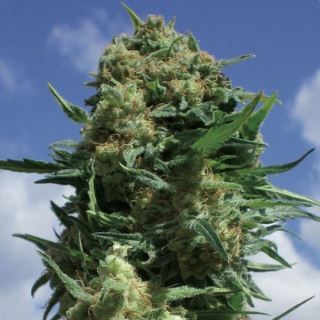 CBDBW1 - CBD Black Widow  1 u. fem. Positronics Seeds