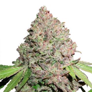 CBD Charlotte’s Angel   1 u. fem. Dutch Passion