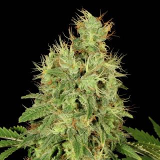 CBD Chronic - 6 u. fem. Serious Seeds