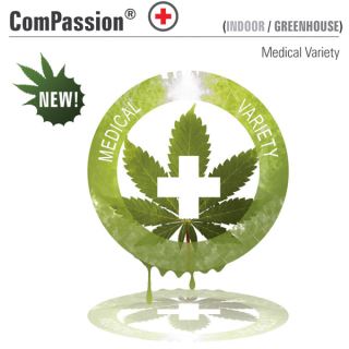COM5F - CBD Compassion  5 u. fem.Dutch Passion