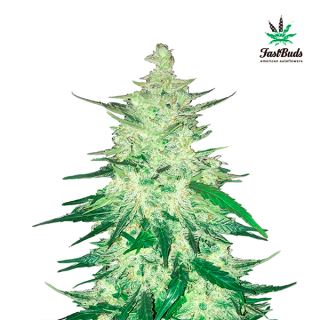 CBD Crack Auto  1 u. fem. FastBuds Seeds