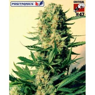 CBD Critical #47 -  1 u. fem. Positronics Seeds