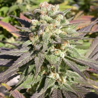 5871 - CBD Enriched Warlock - 6 u. fem. Serious Seeds