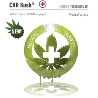 10830 - CBD Kush  1 u. fem. Dutch Passion