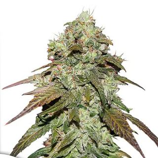 CBD Mazar   3 u. fem. Dutch Passion