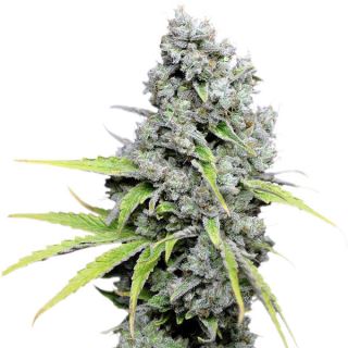 CBD Skunkhaze  1 u. fem. Dutch Passion