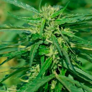 CBD Terra Italia  4 u. fem. Female Seeds