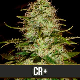 CR + 3 u. fem. Blimburn Seeds