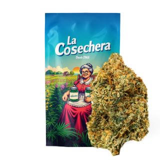 27116 - Cañamo Cbd La Cosechera Girl Scout Cookies 10 gr.