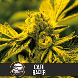 Cafe Racer 3 u. fem. Blimburn Seeds