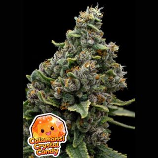 26652 - Calamansi Crystal Candy  10 u. fem Anesia