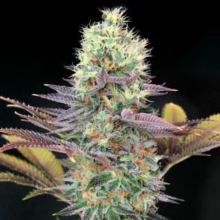 Cali Bay Dream  1 u. fem. Garden of Green Seeds