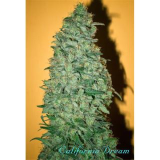 California Dream 3 sem. fem. Mandala Seeds