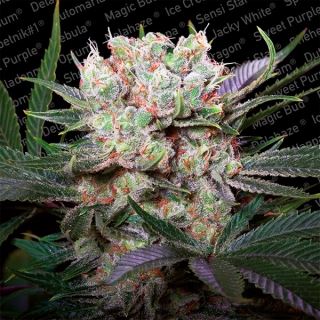 7621 - California Gold  3 u. fem. Paradise Seeds