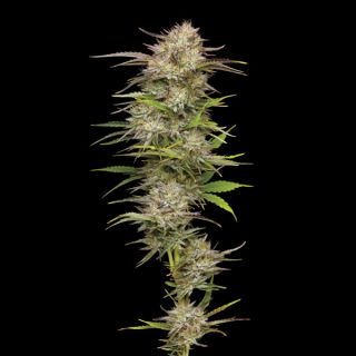 24868 - California Haze 3 u. fem Humbold Seeds Company