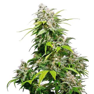 6663 - California Indica  3 u.  fem. Sensi Seeds